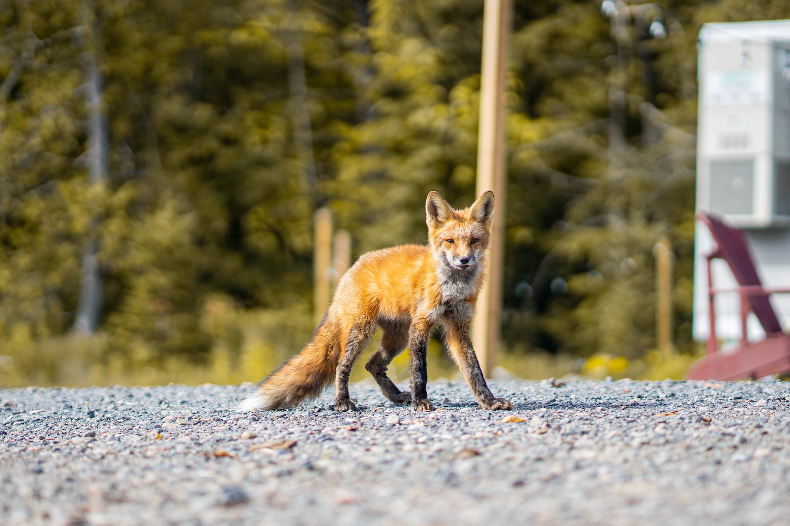 a small red fox standing on top of a gravel field